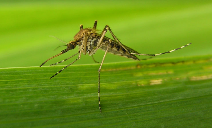 Le moustique tigre : un enjeu de santé et de qualité de vie