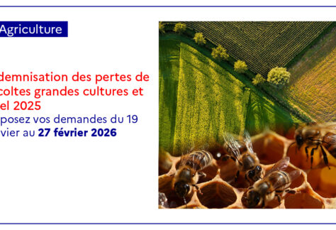 Dépôt des demandes d'indemnisation au titre de l'ISN miel non assuré – sécheresse de mai à août 2025